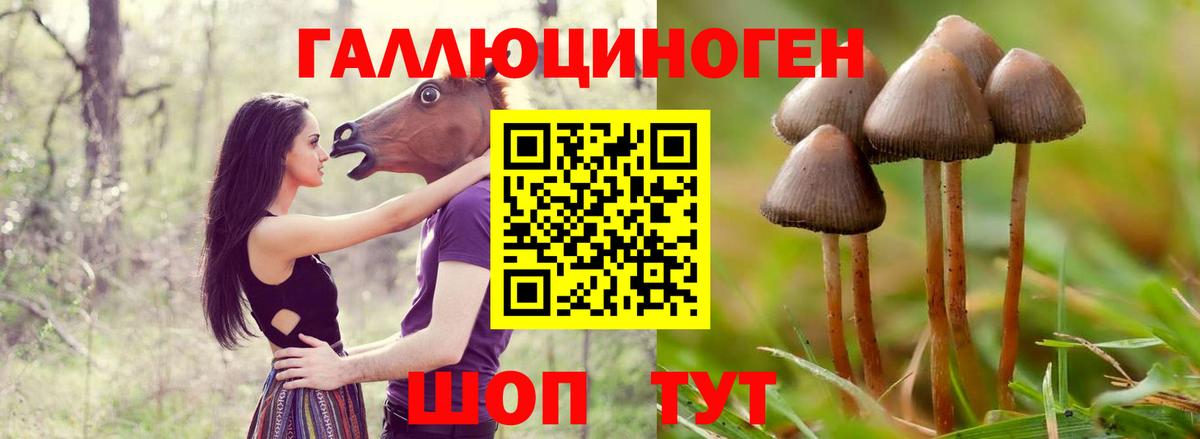 Маркс  Псилоцибиновые грибы прущие грибы  Вход с VPN 